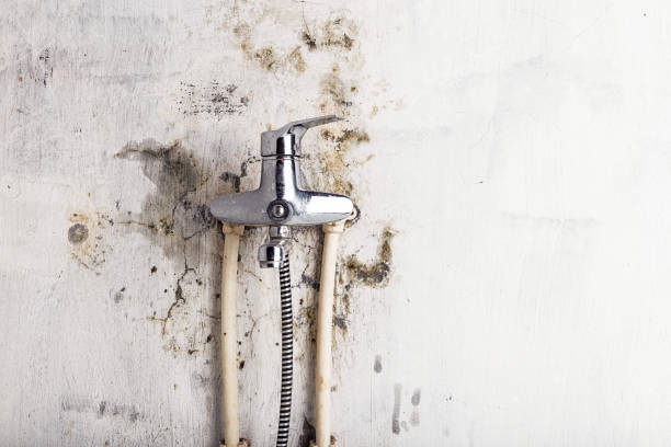 Best Black Mold Removal  in Enterprise, AL