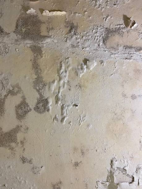 Mold Removal Process in Enterprise, AL